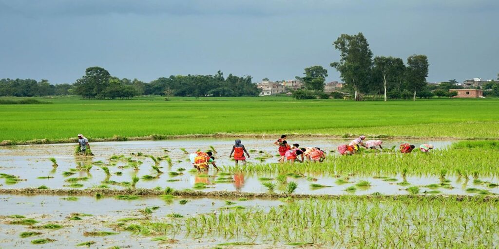 देशभर १३ लाख ७० हजार हेक्टरमा धान रोपाइँ